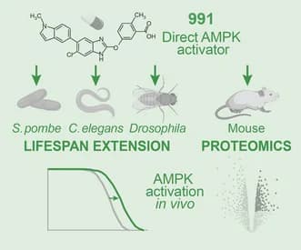 Graphical abstract from Aging Cell