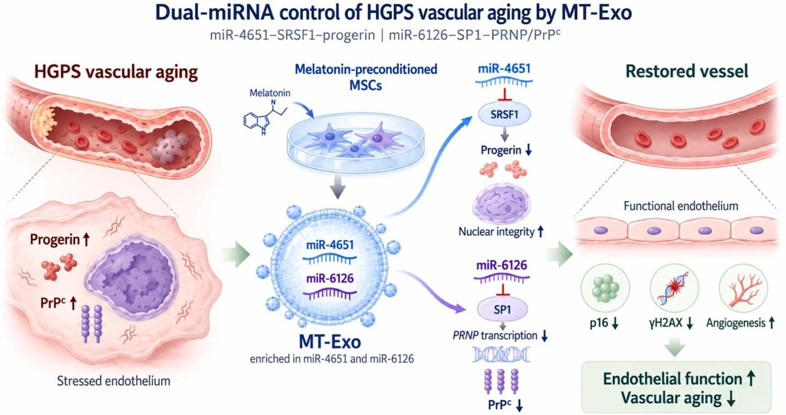 Graphical abstract from Pharmacological Research