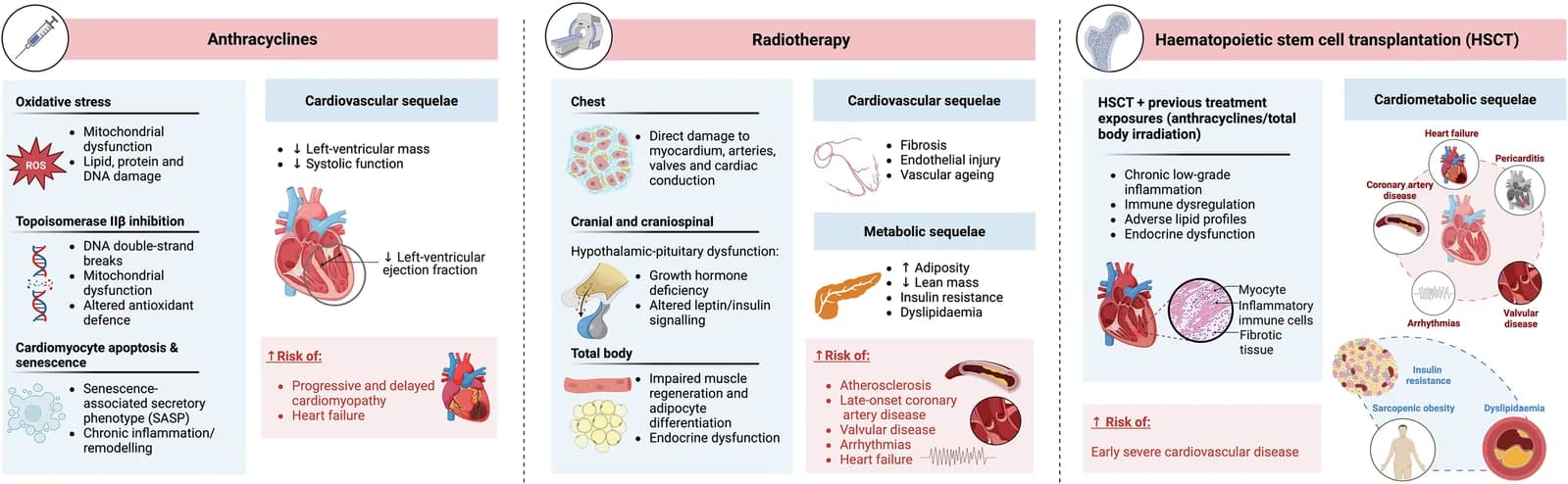 Fig. 1. Mechanisms and long-term cardiometabolic sequelae of cancer therapies in childhood and adolescence.