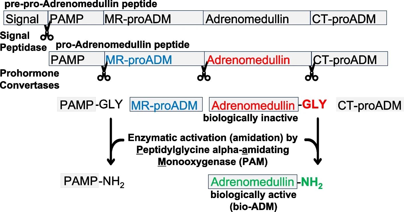 Fig. 1. Schematic representation of the processing of pre-pro-adrenomedullin.