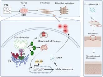 Graphical abstract from Aging Cell