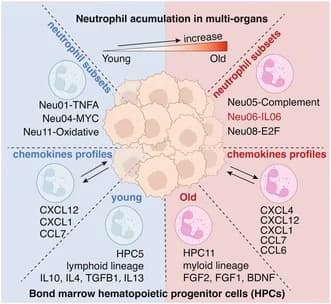 Graphical abstract from Aging Cell