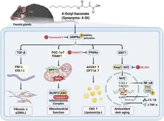 Graphical abstract from FASEB Journal