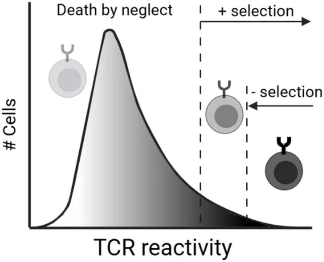 T cell receptors (TCRs) are selected based on their reactivity toward self-pMHC complexes.