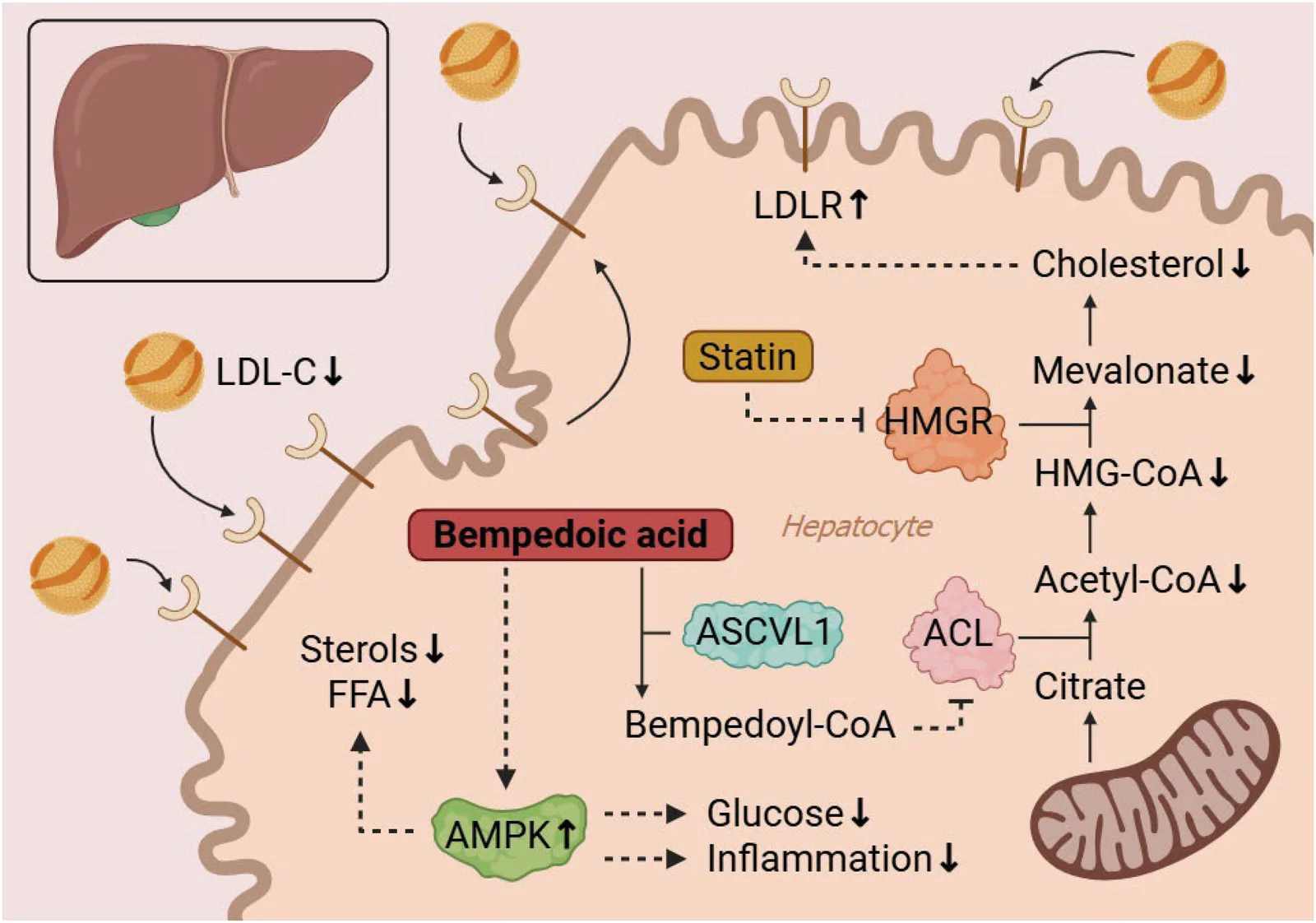 Pharmacological effects of bempedoic acid.