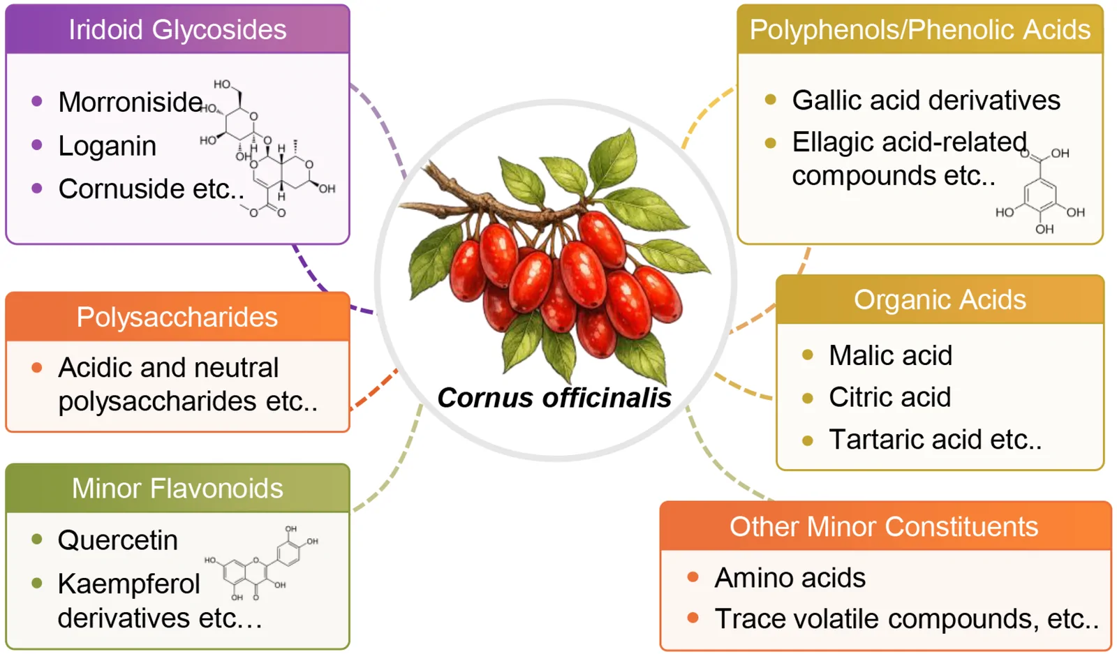 Bioactive constituents of Corni Fructus.