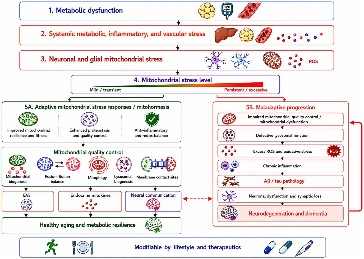 Proposed framework linking metabolic dysfunction, mitochondrial stress adaptation, and neurodegeneration.