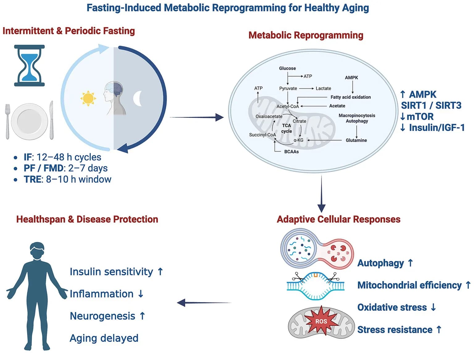 Proposed conceptual framework of fasting-induced metabolic reprogramming for healthy aging.