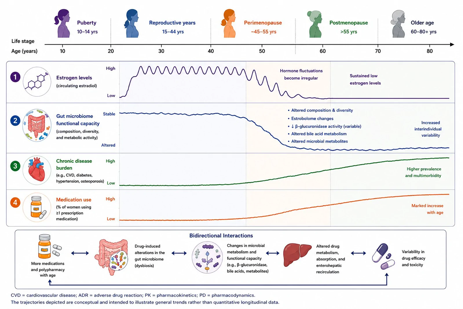 Conceptual framework linking menopause, gut microbiome remodeling, and variability in drug response.