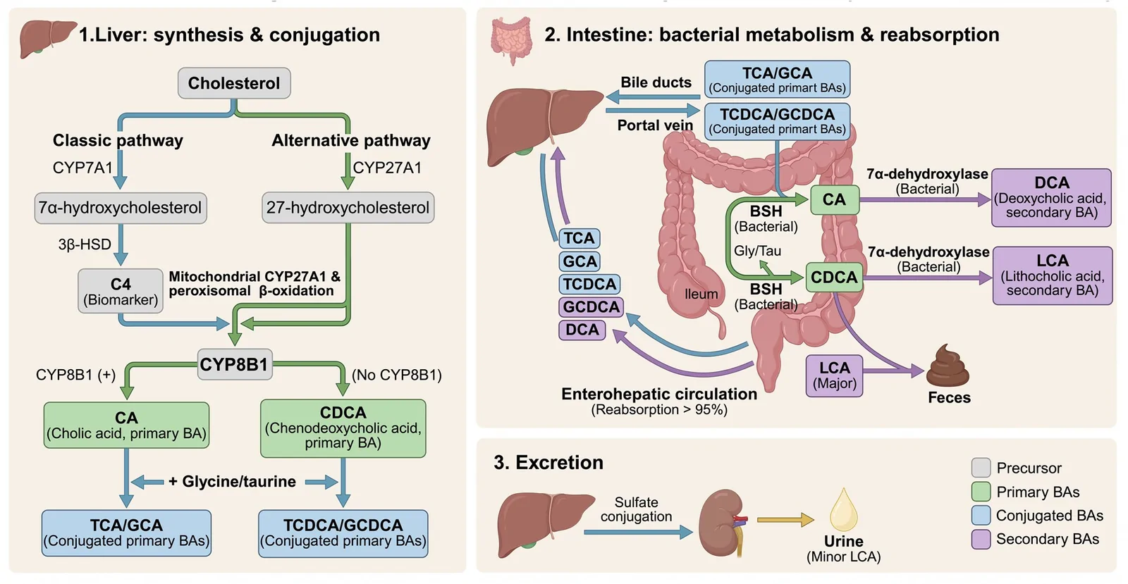 Metabolism of BAs. The classic pathway is initiated by cholesterol 7ɑ-hydroxylase (CYP7A1), while the alternative pathway is initiated by sterol 27-hydroxylase (CYP27A1).