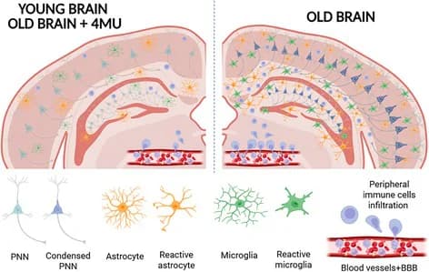 Graphical abstract from Glia