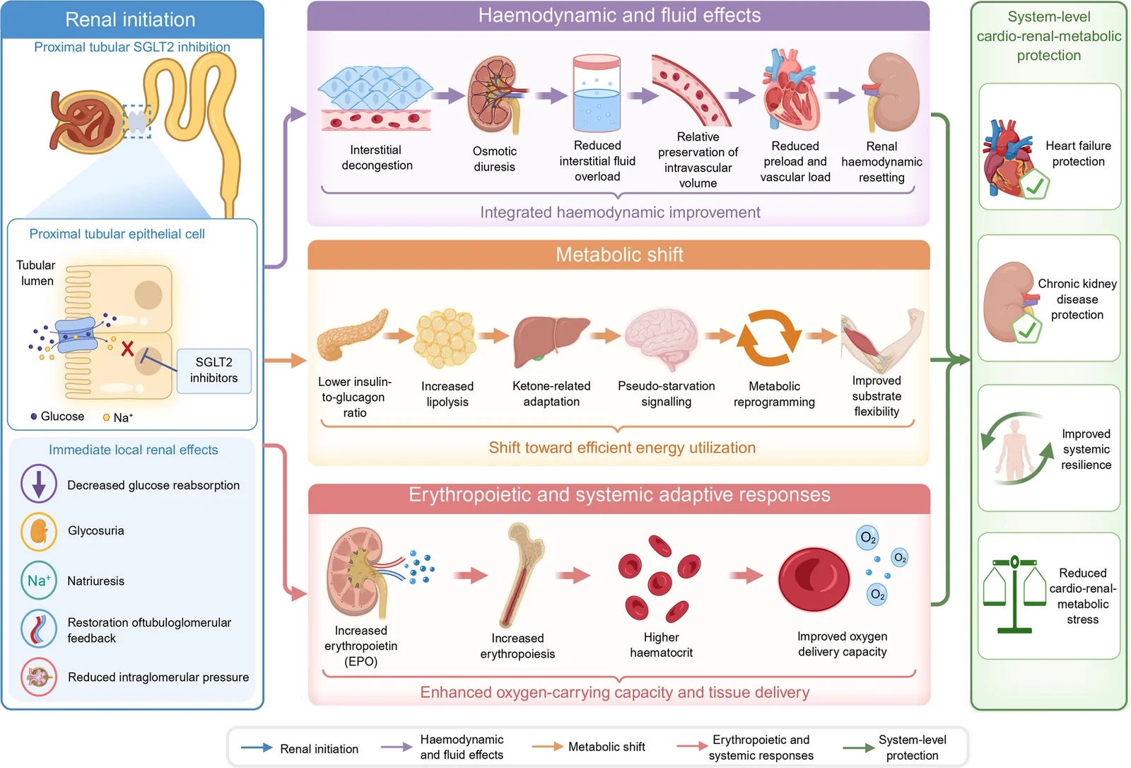 Fig. 1. Systemic cardio-renal-metabolic reprogramming initiated by proximal tubular SGLT2 inhibition.