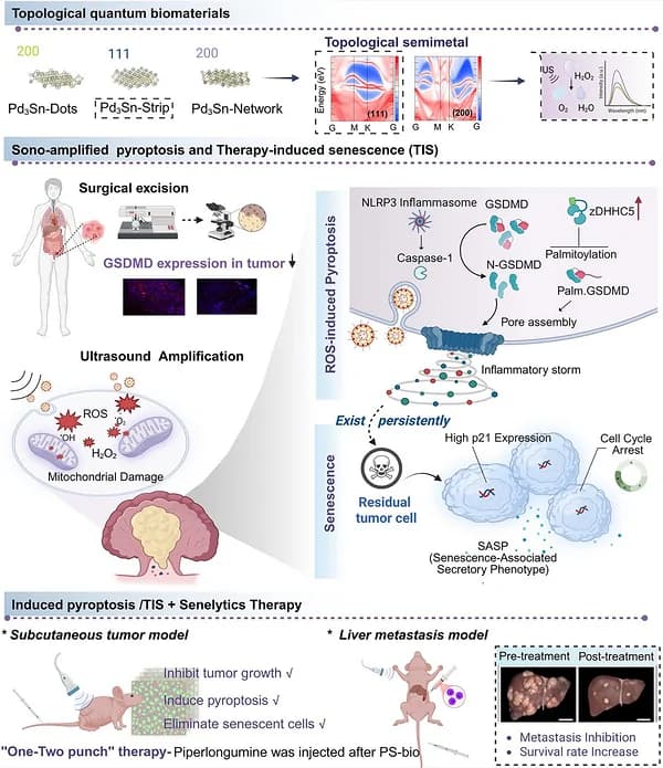 Graphical abstract from Advanced Science