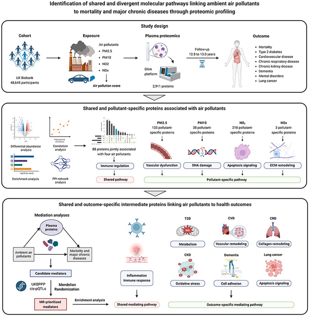 Graphical abstract from Redox Biology
