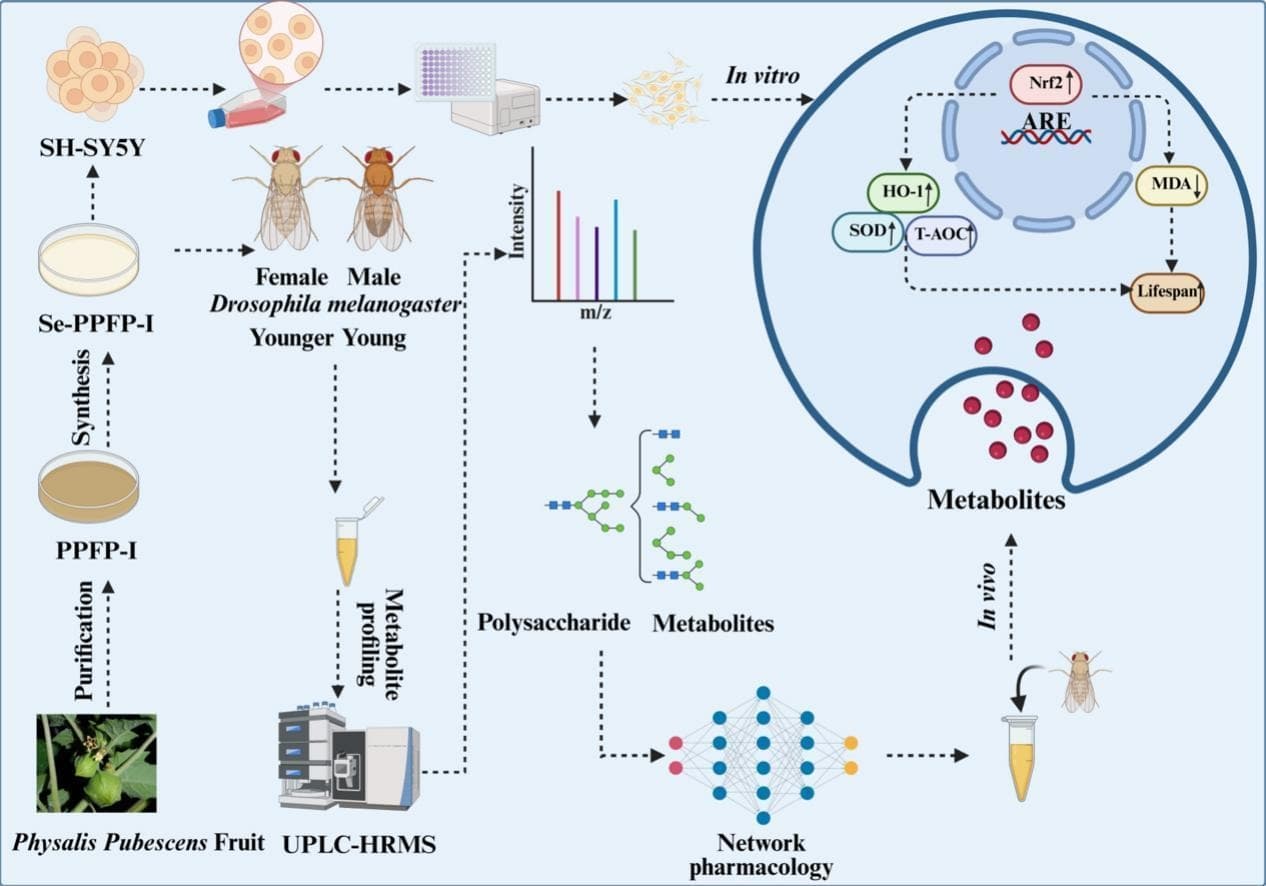 Graphical abstract