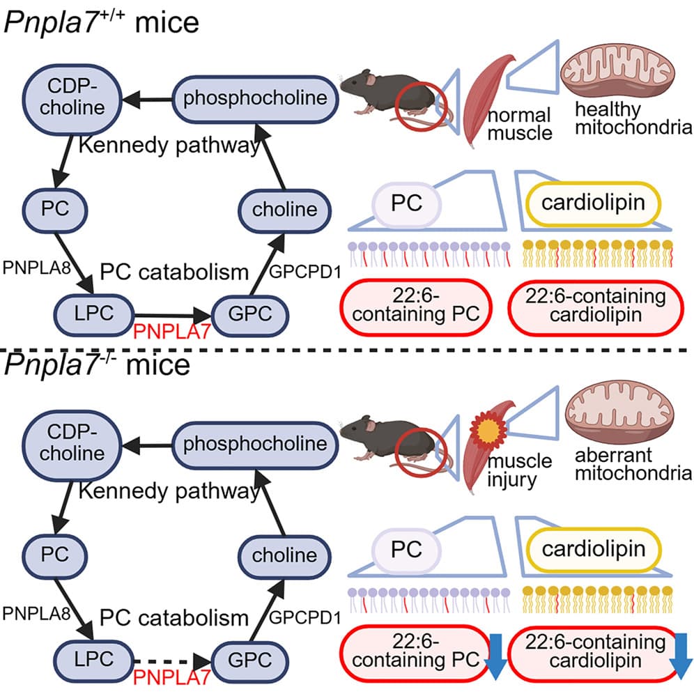 Graphical abstract