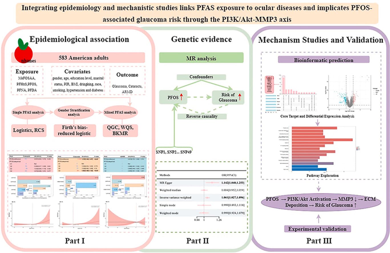 Graphical abstract from Food and Chemical Toxicology