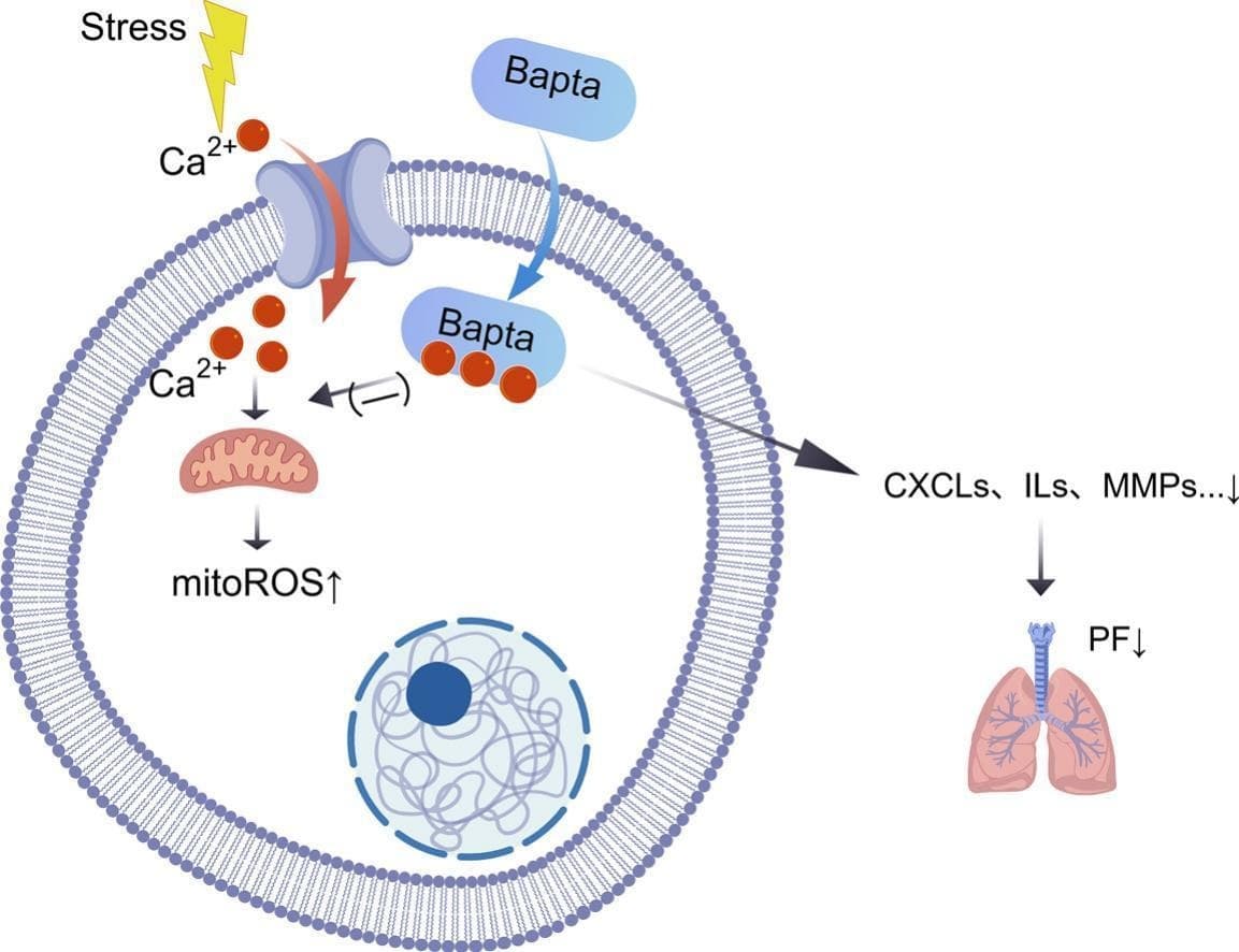 Graphical abstract