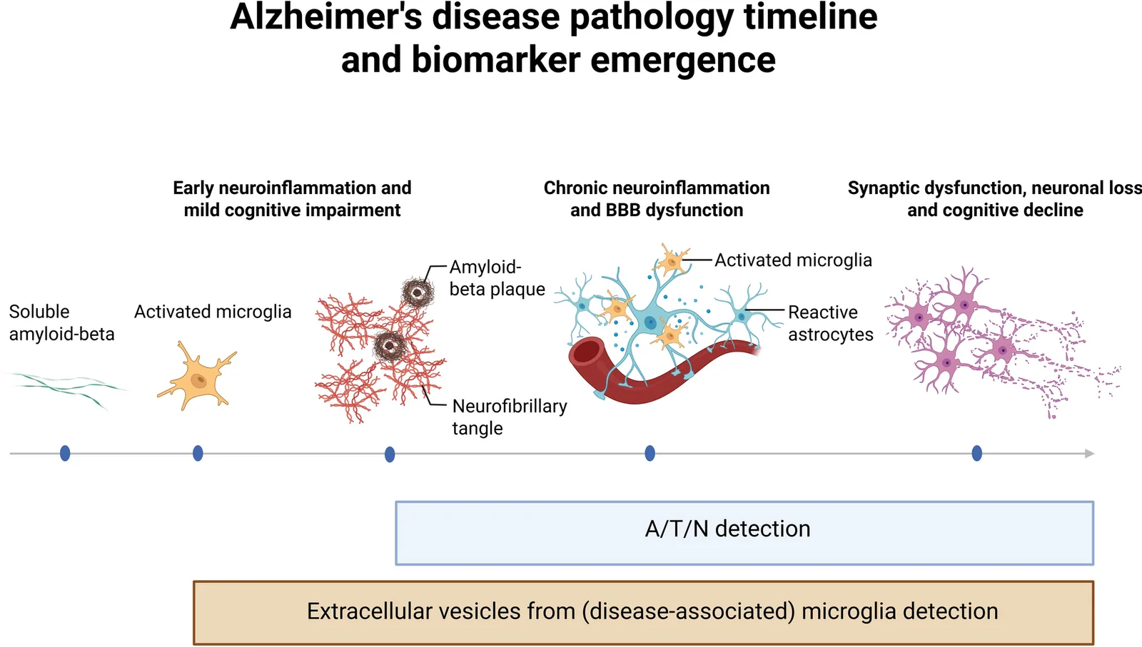 Fig. 1. Alzheimer’s disease (AD) pathology timeline and biomarker emergence.