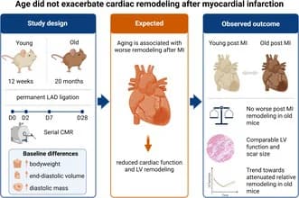 Graphical abstract from Aging Cell