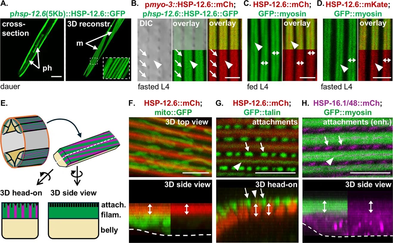 Figure 1. HSP-12.6 has a unique localization pattern to thick filaments in BWM.