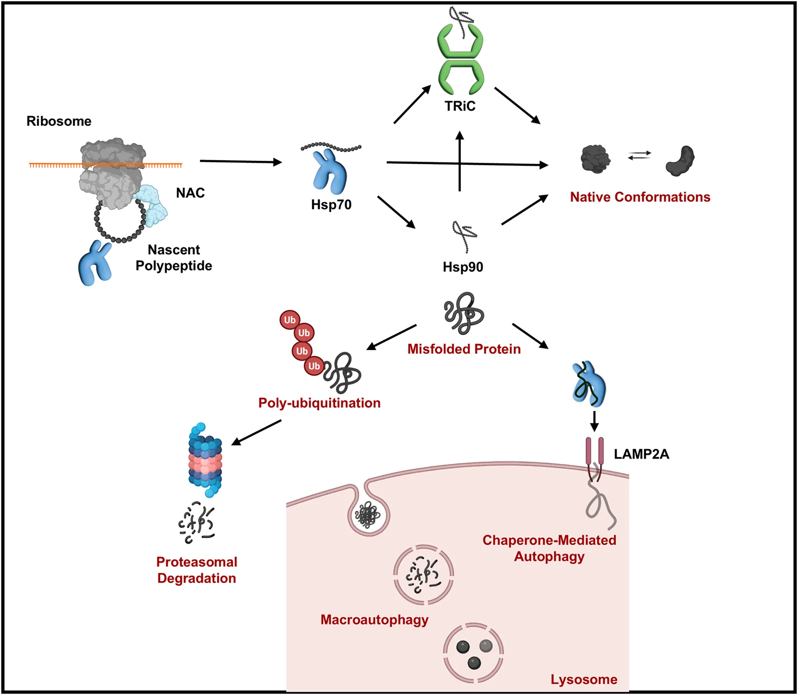 The proteostasis process is built on the molecular chaperone, ubiquitin–proteasome and autophagy–lysosomal pathways.