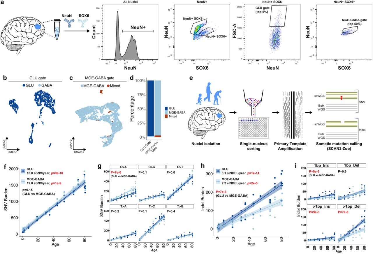 Figure 1. Distinct cerebral cortical neuronal subtypes display subtle yet specific differences in their mutational landscape.