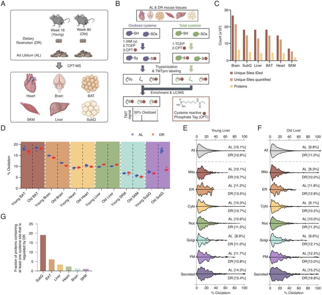 Figure 1. The quantitative tissue-specific cysteine redox proteome regulated by DR.