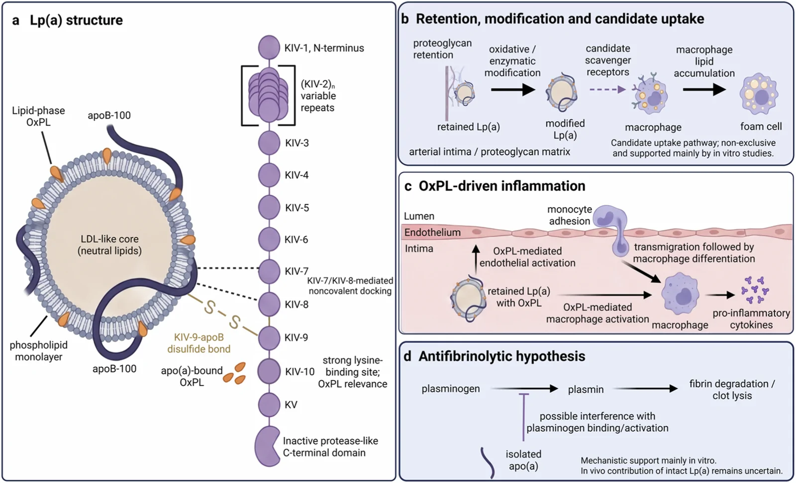 Figure 1. Structure and proposed pathophysiological pathways of lipoprotein(a).