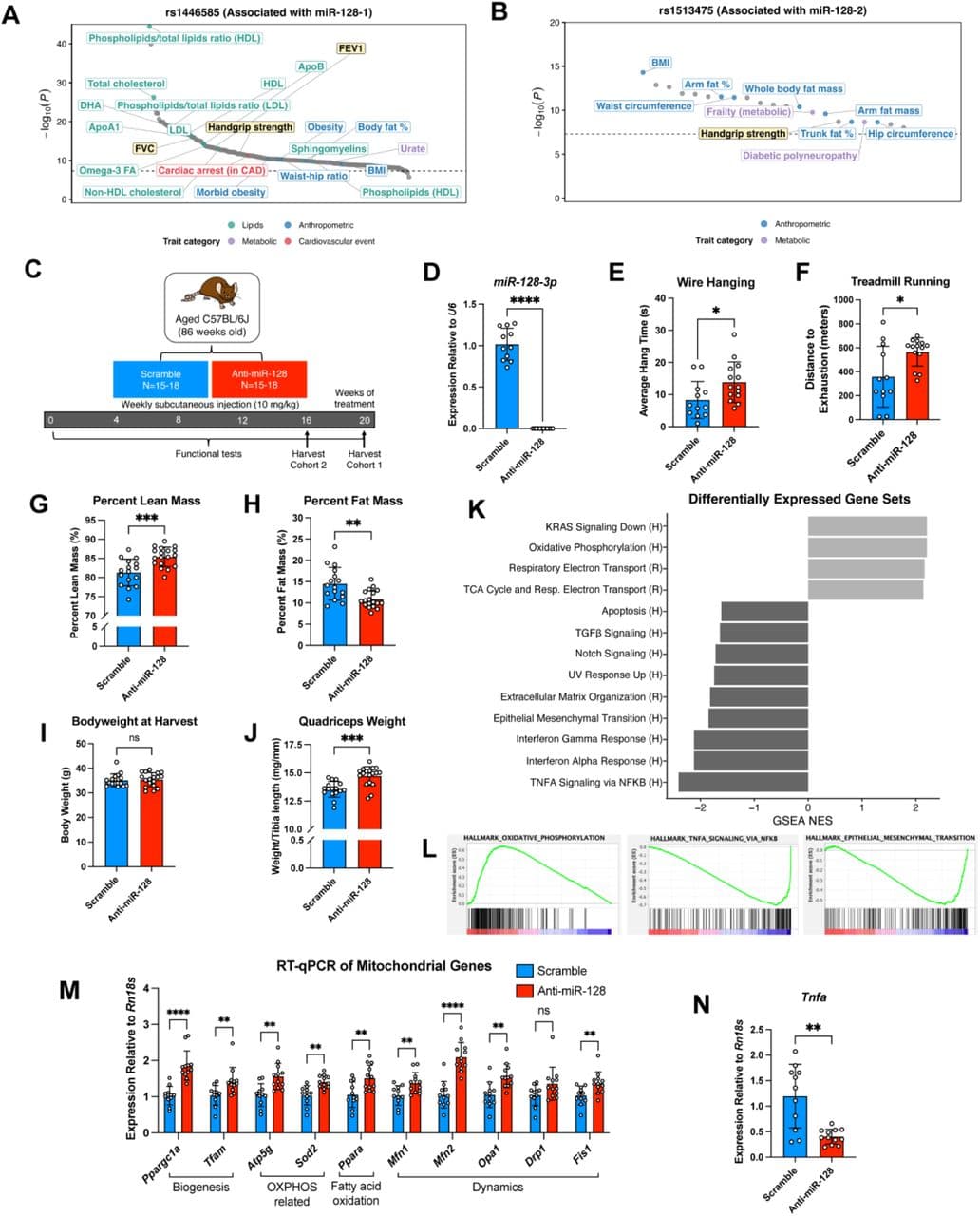 Figure 1. SNPs in the miR-128 loci are associated with muscle and pulmonary function in humans and anti-miR-128 improves muscle function and transcriptional programs in aged mice.