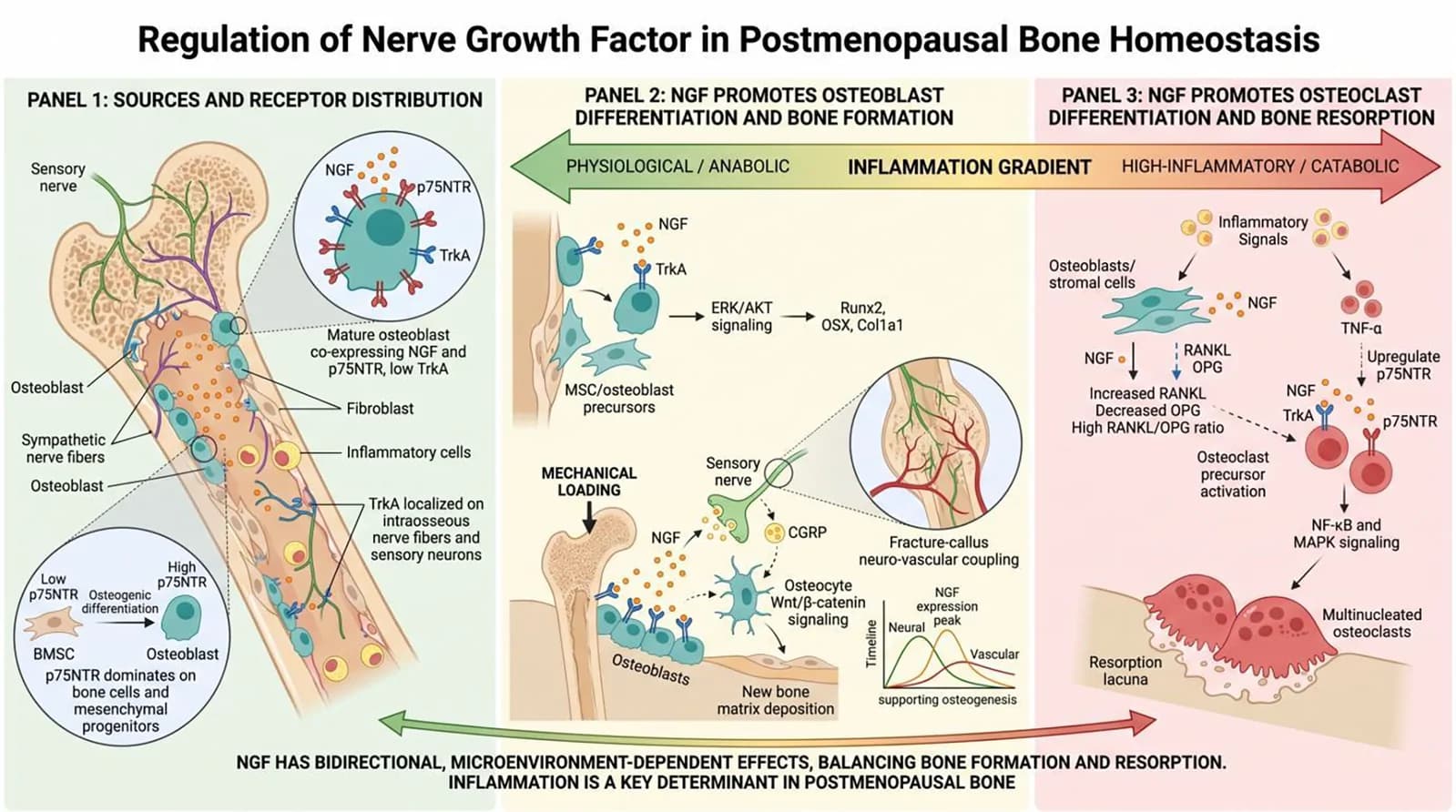 Figure 1. Context-dependent roles of NGF in postmenopausal bone homeostasis.