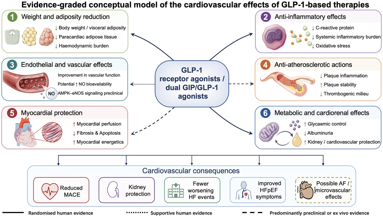 Figure 1. Evidence-graded mechanistic framework for cardiovascular effects of GLP-1-based therapies.