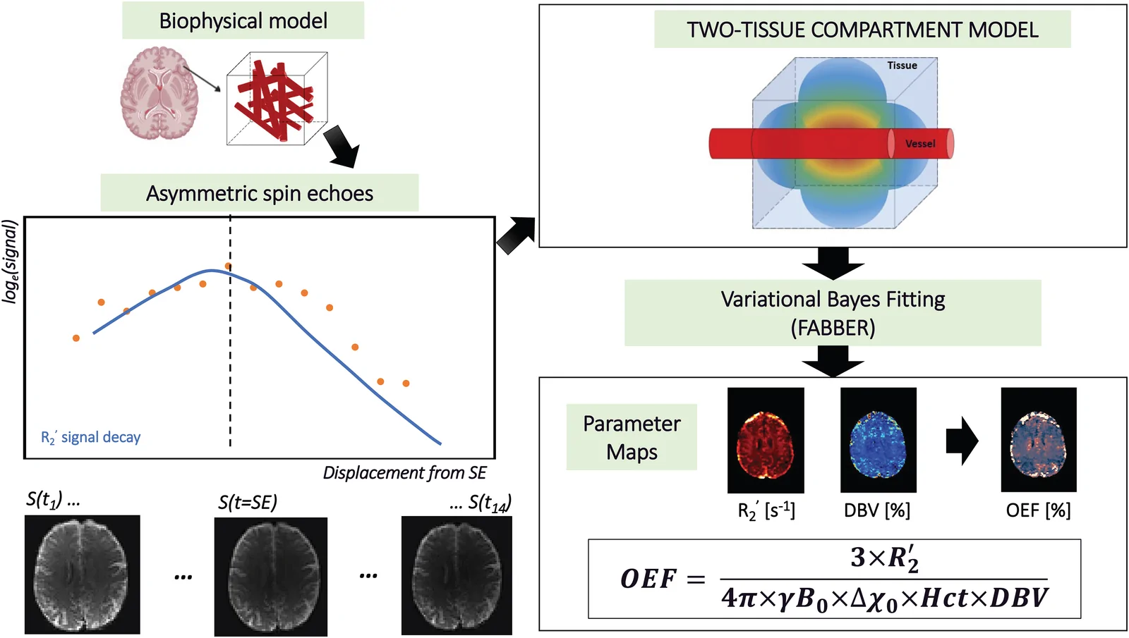 Fig. 1. Schematic of qBOLD describing the pipeline of quantifying OEF maps using Asymmetric Spin Echo (ASE) sequence using a two-tissue compartment model in a Bayesian framework.
