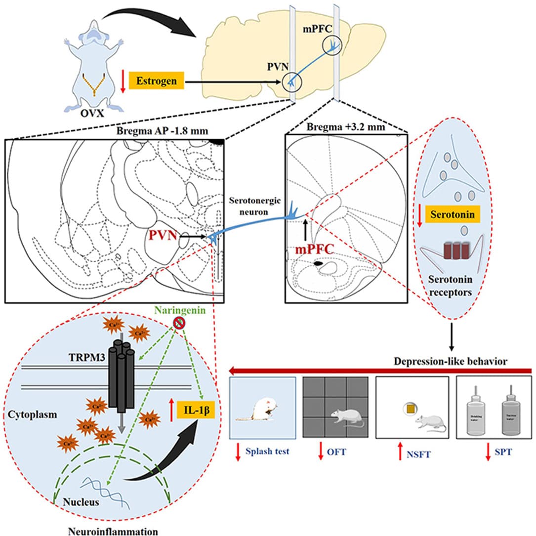 Graphical abstract from The Journal of Pharmacology and Experimental Therapeutics