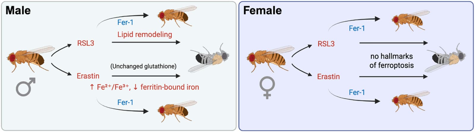Graphical abstract from Redox Biology
