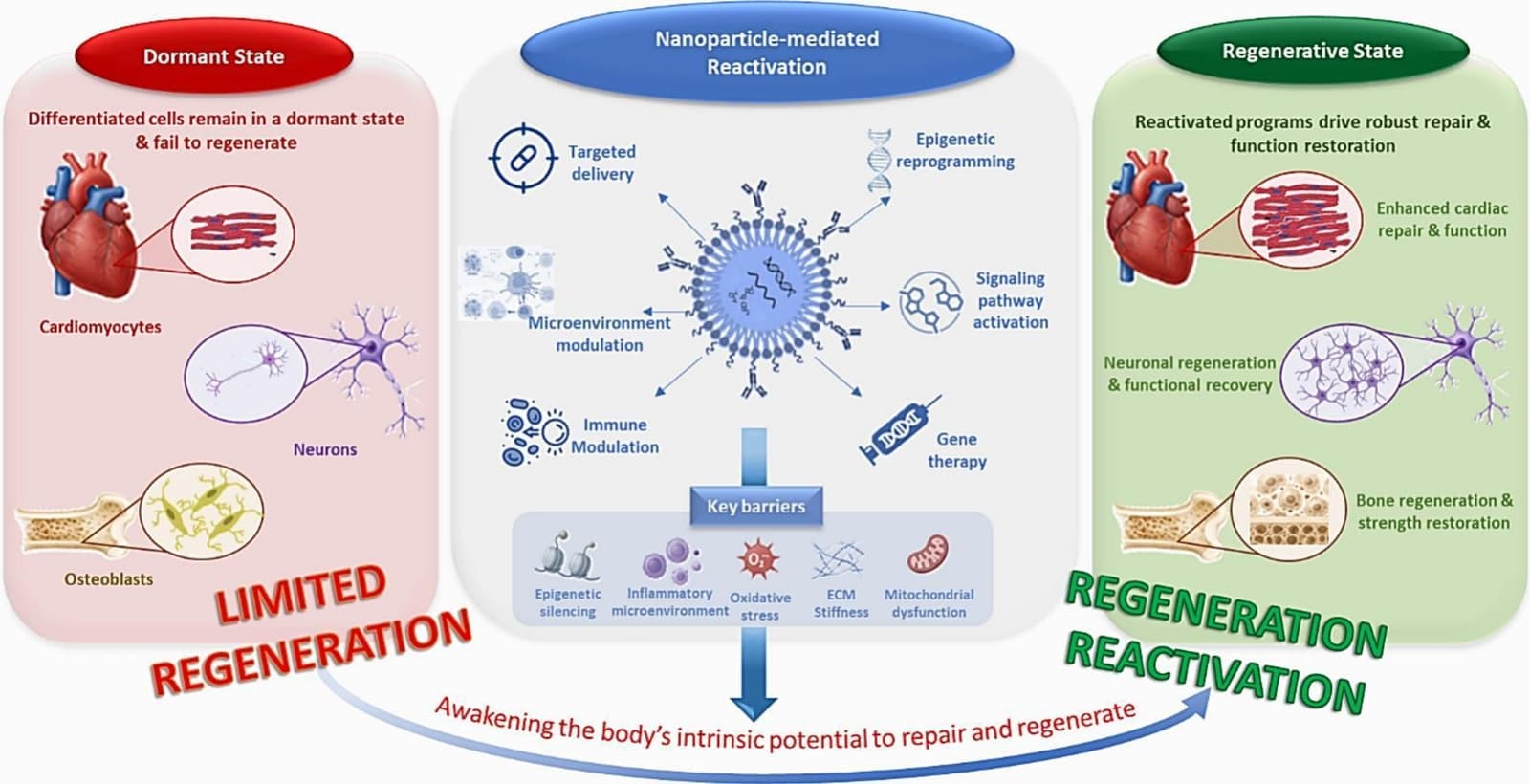 Graphical abstract from International Journal of Pharmaceutics