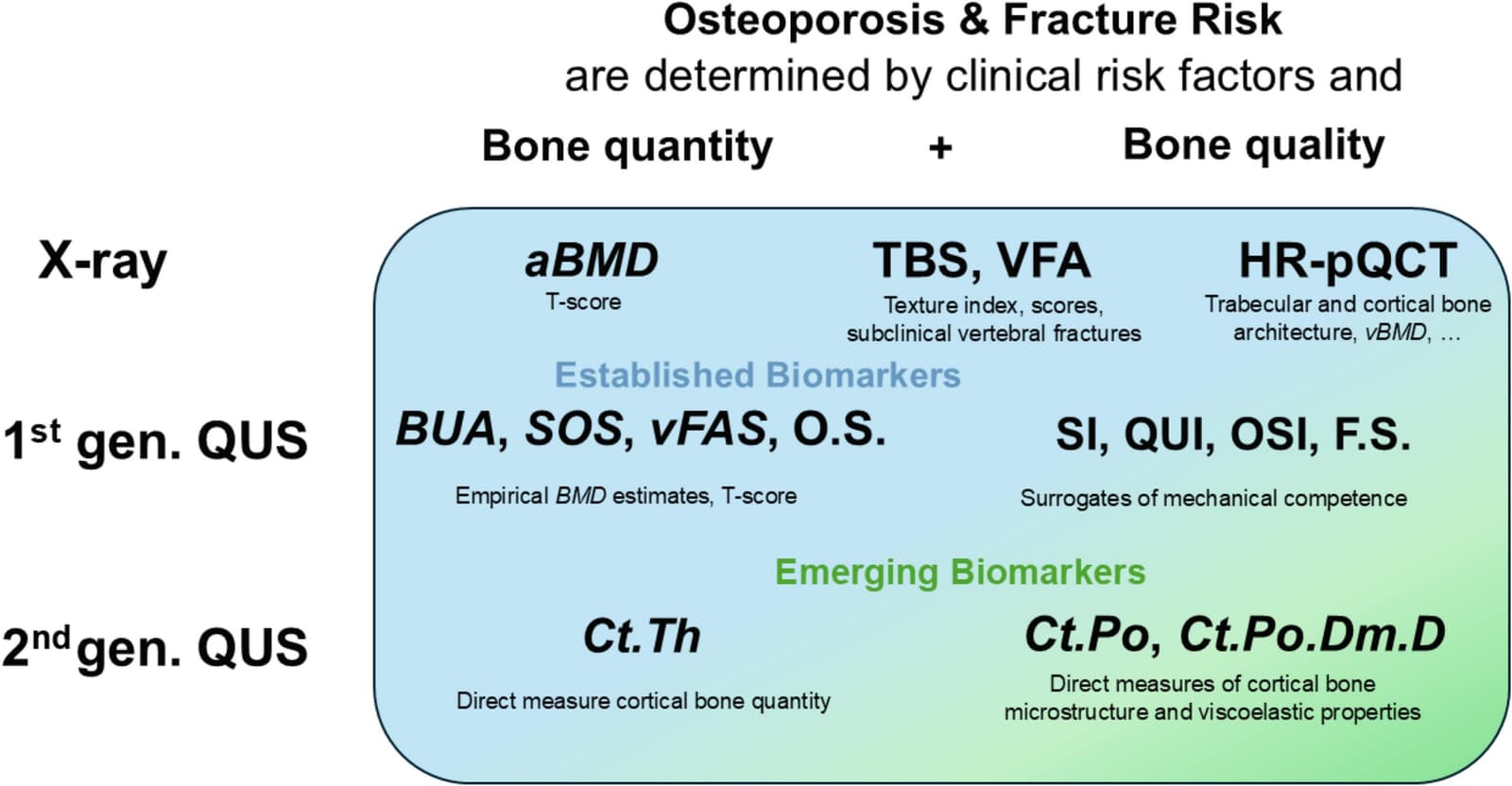 Figure 1 from Bone
