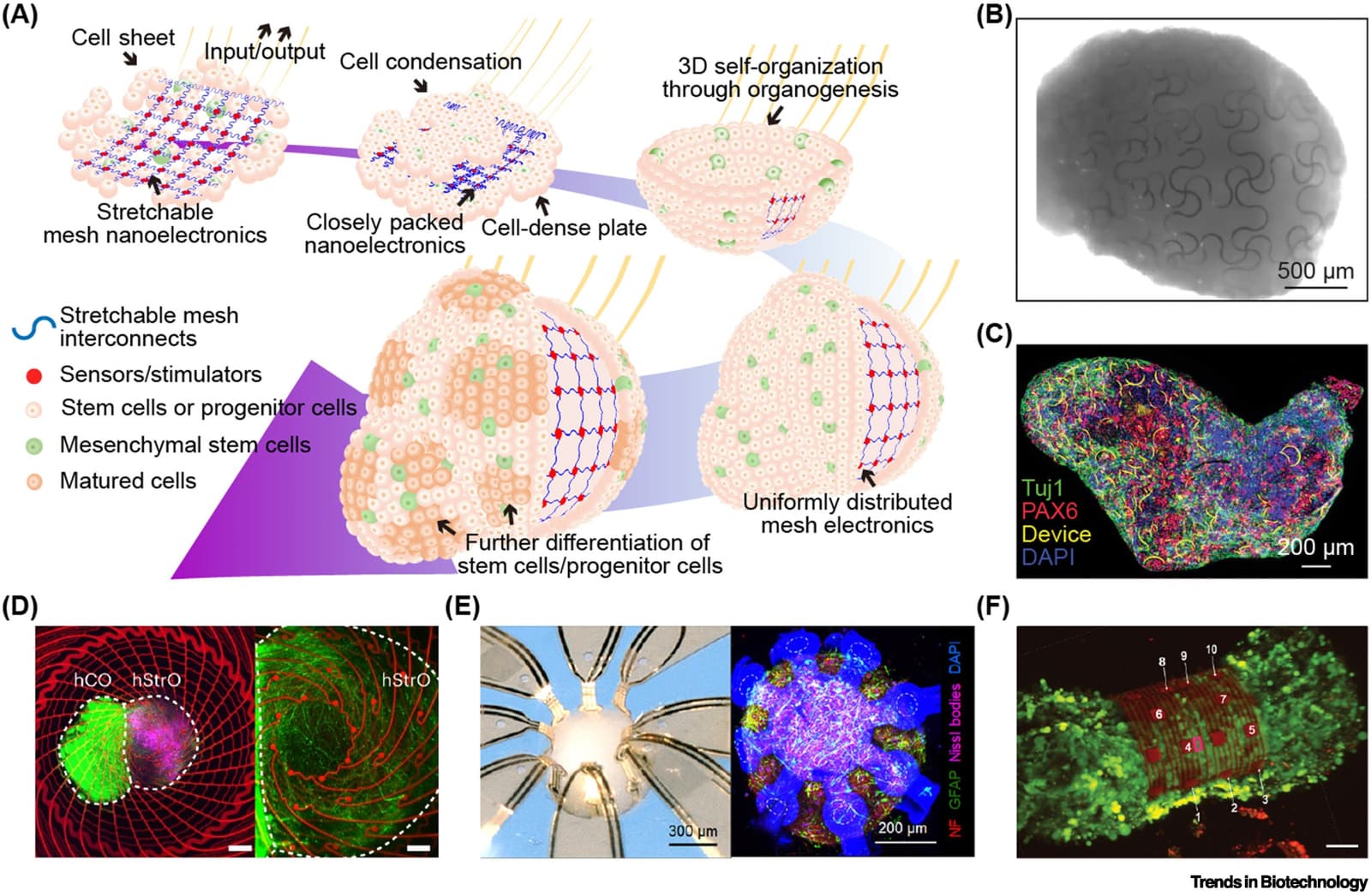 Figure 1 from Trends in Biotechnology