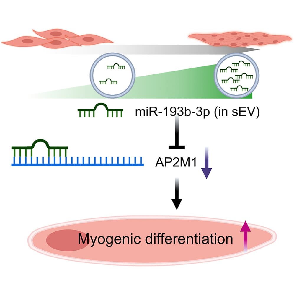 Graphical abstract from Molecular Therapy Nucleic Acids