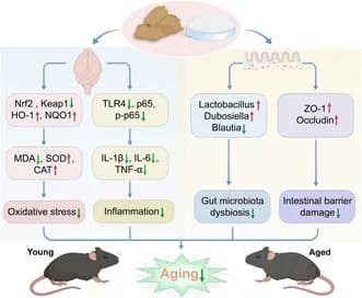 Graphical abstract from Food Science & Nutrition