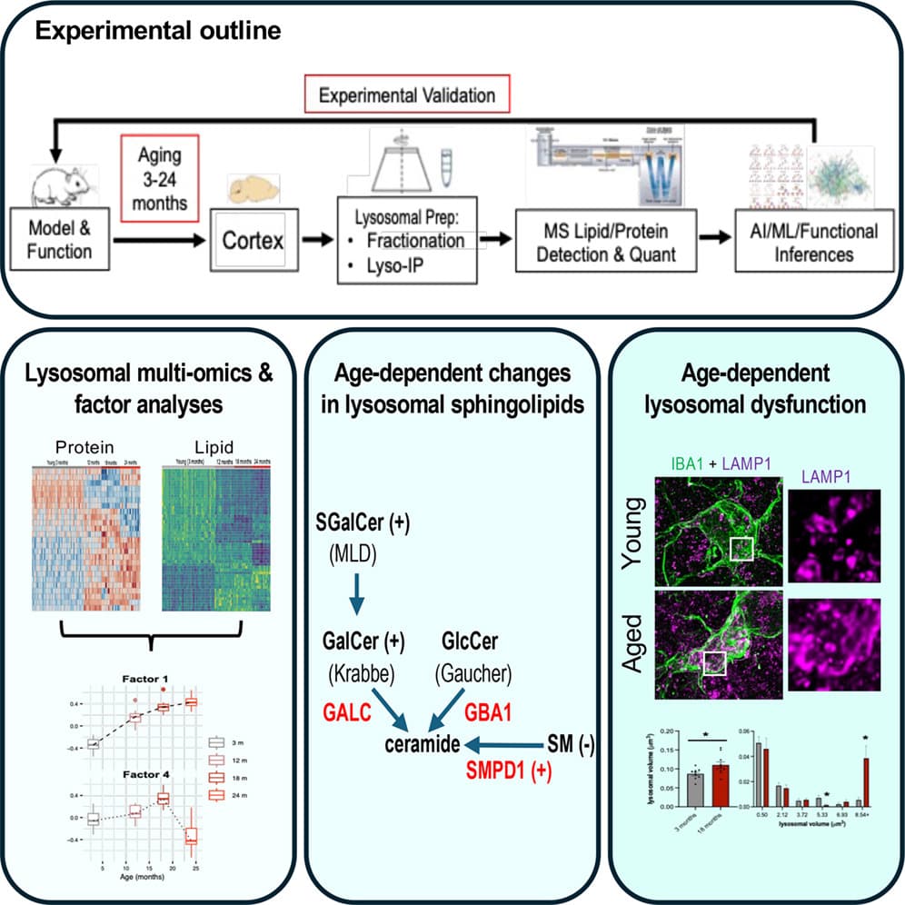 Graphical abstract from Cell Reports