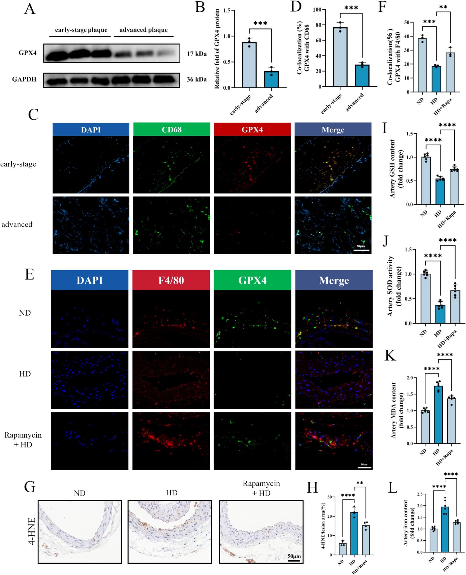 Figure 1 from International Immunopharmacology