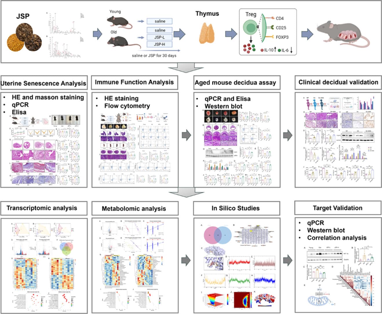 Graphical abstract