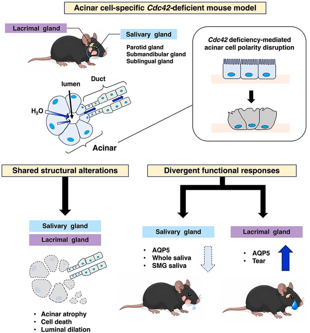Graphical abstract from Journal of Oral Biosciences