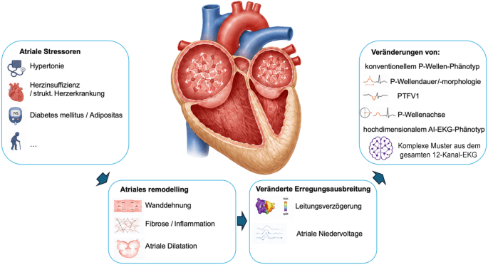 Figure 1 from Innere Medizin