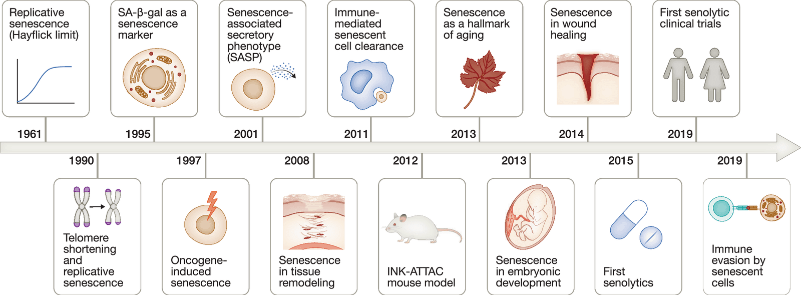 Figure 1 from The EMBO Journal