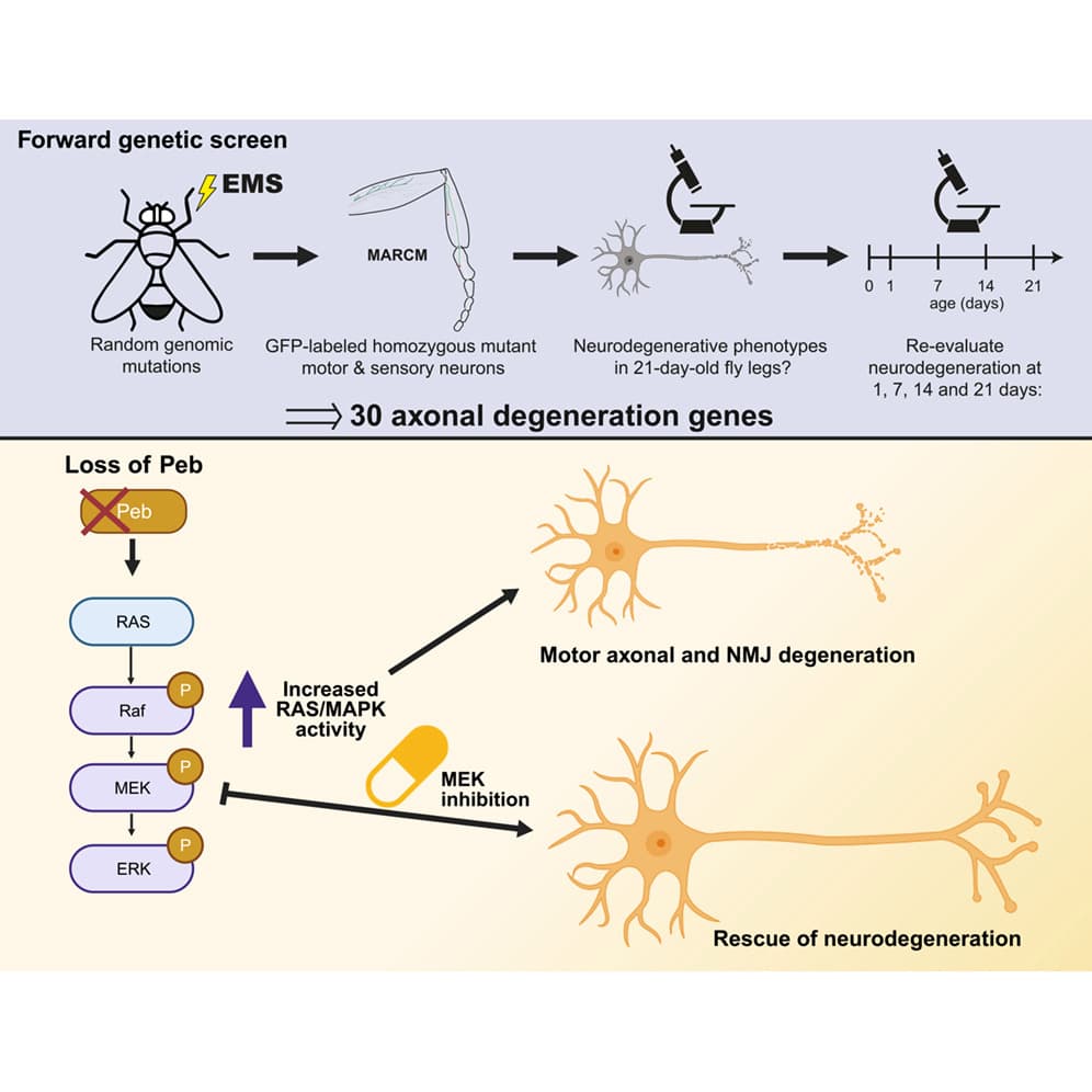 Graphical abstract