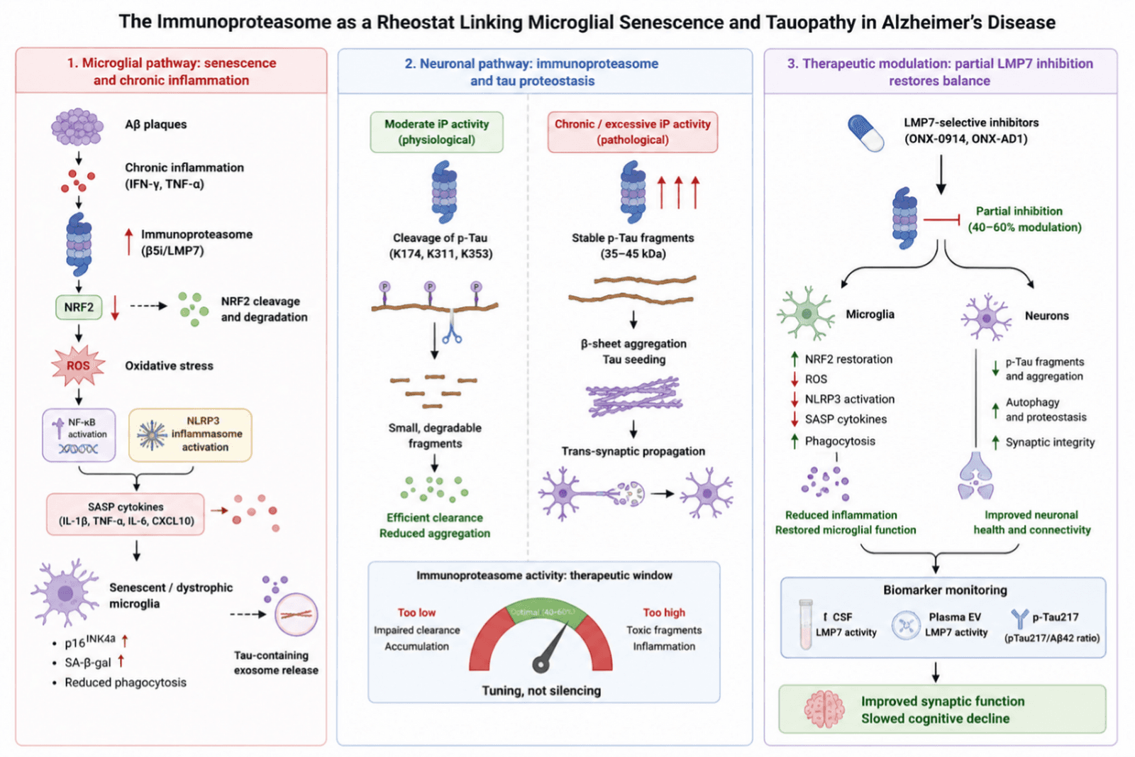 Figure 1 from Inflammopharmacology