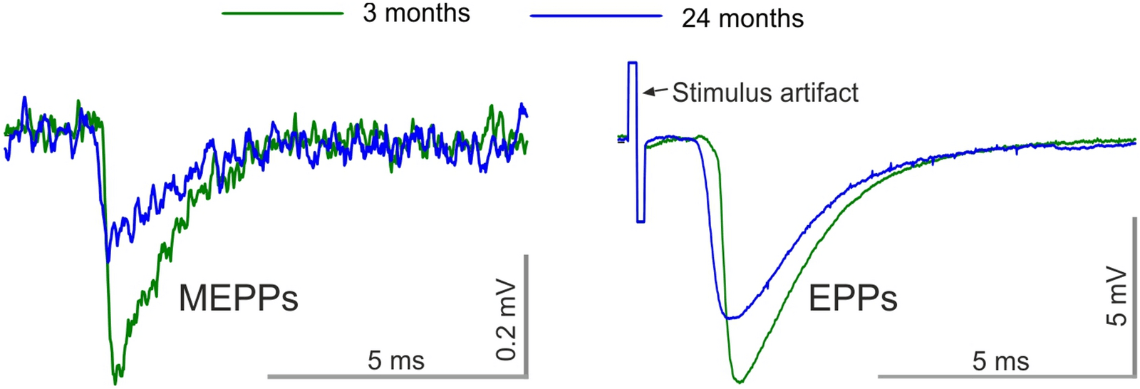 Figure 1 from Biogerontology