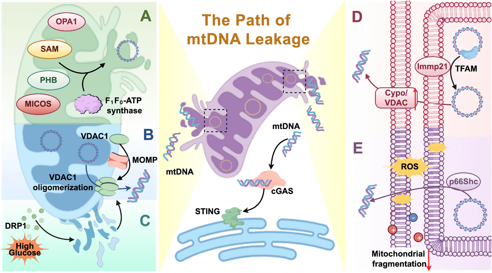 Figure 1 from Biogerontology
